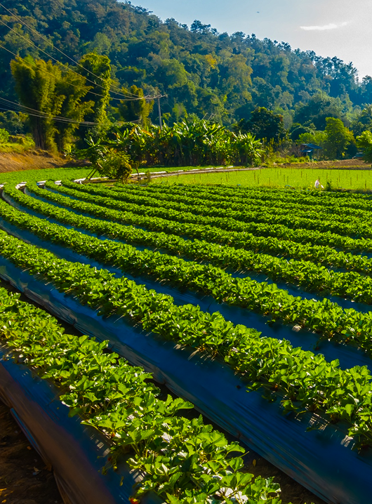 Agriculture & Rural